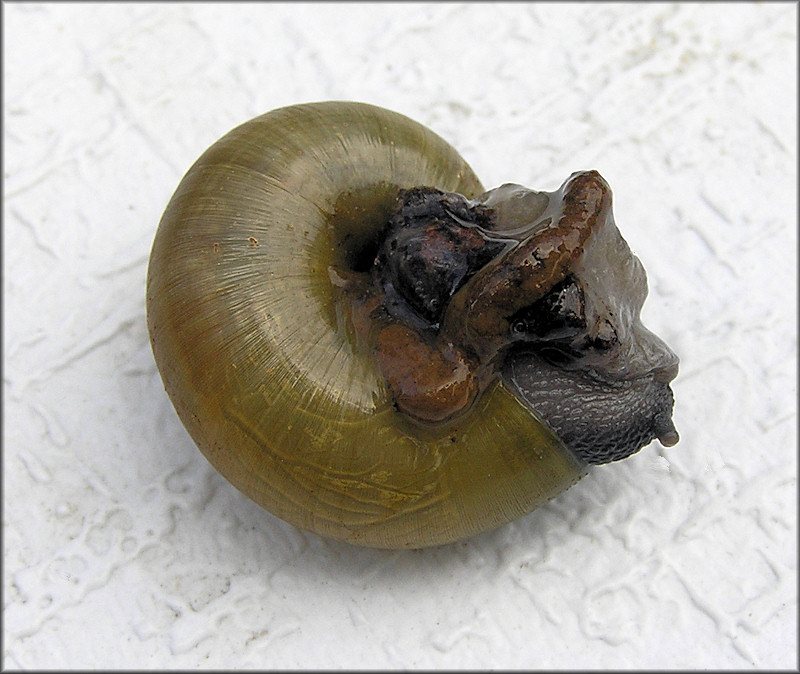 Mesomphix globosus (MacMillan, 1940) Globose Button With Earthworm Lunch